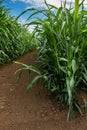 Sorghum Ãâ drummondii or sudan grass plantation Royalty Free Stock Photo